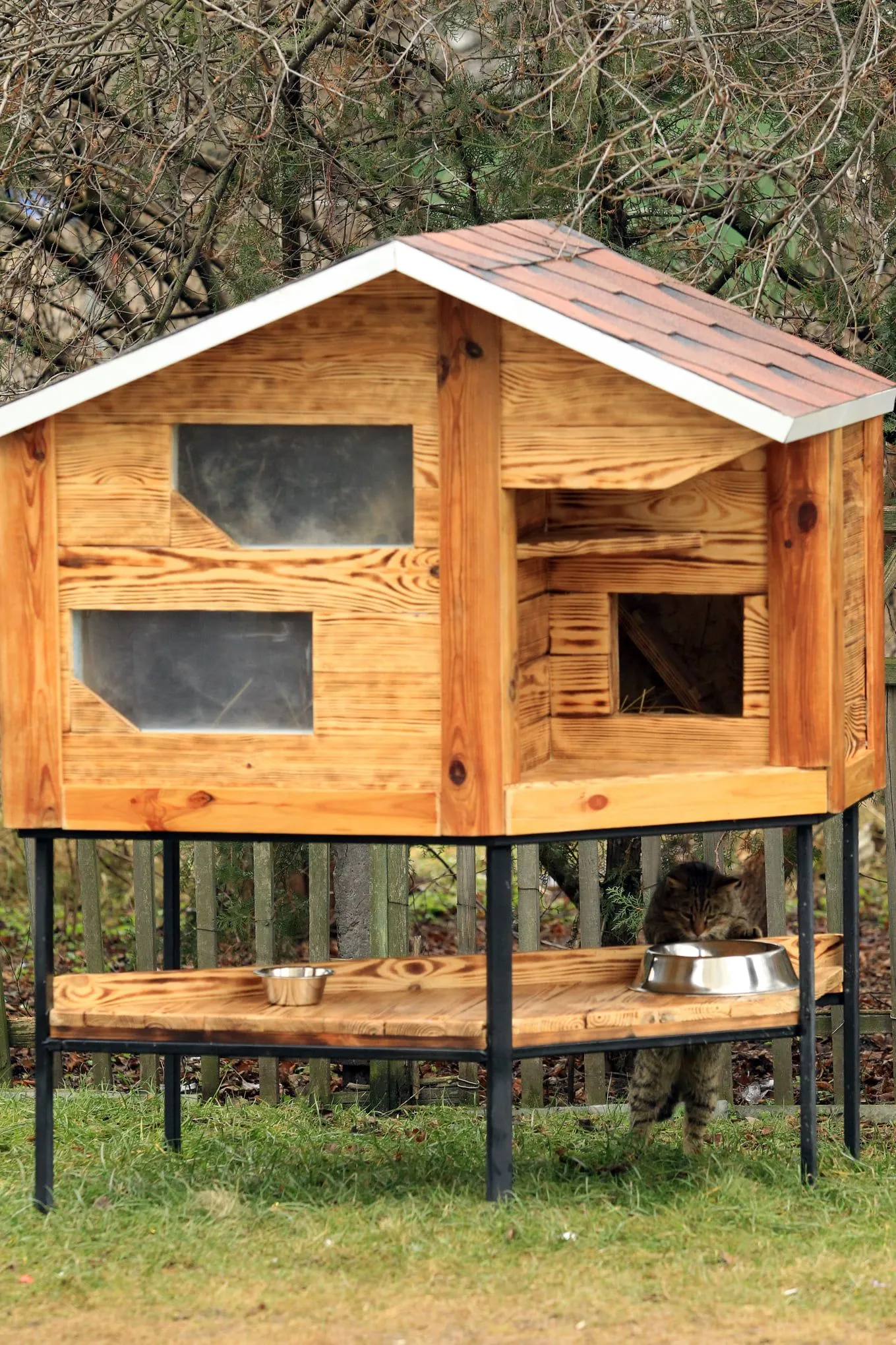 Для безпритульних котів в Ірпені будуть Для безпритульних котів в Ірпені будуть