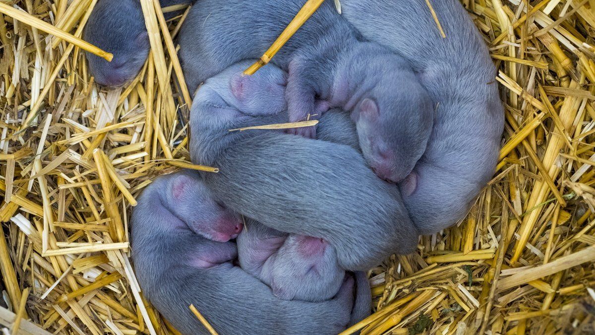 Влада Данії виділить мільярди крон для компенсацій за знищених норок Влада Данії виділить мільярди крон для компенсацій за знищених норок