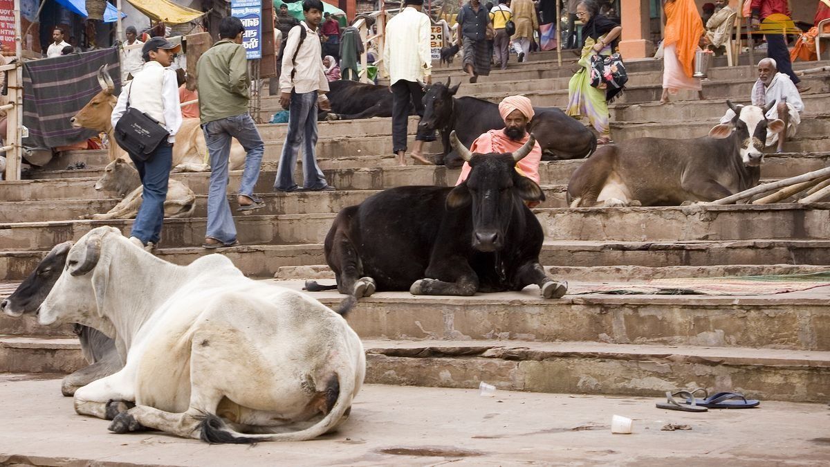 В Индии ввели экзамен на знание коров: в нем есть 100 вопросов