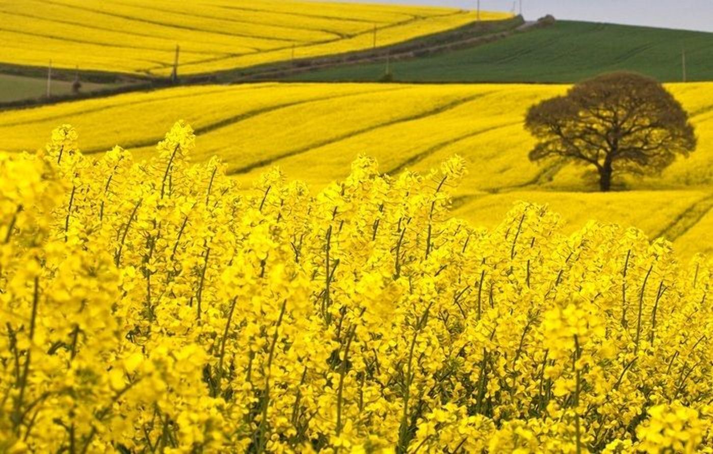 Украина – самый важный производитель рапса для Германии