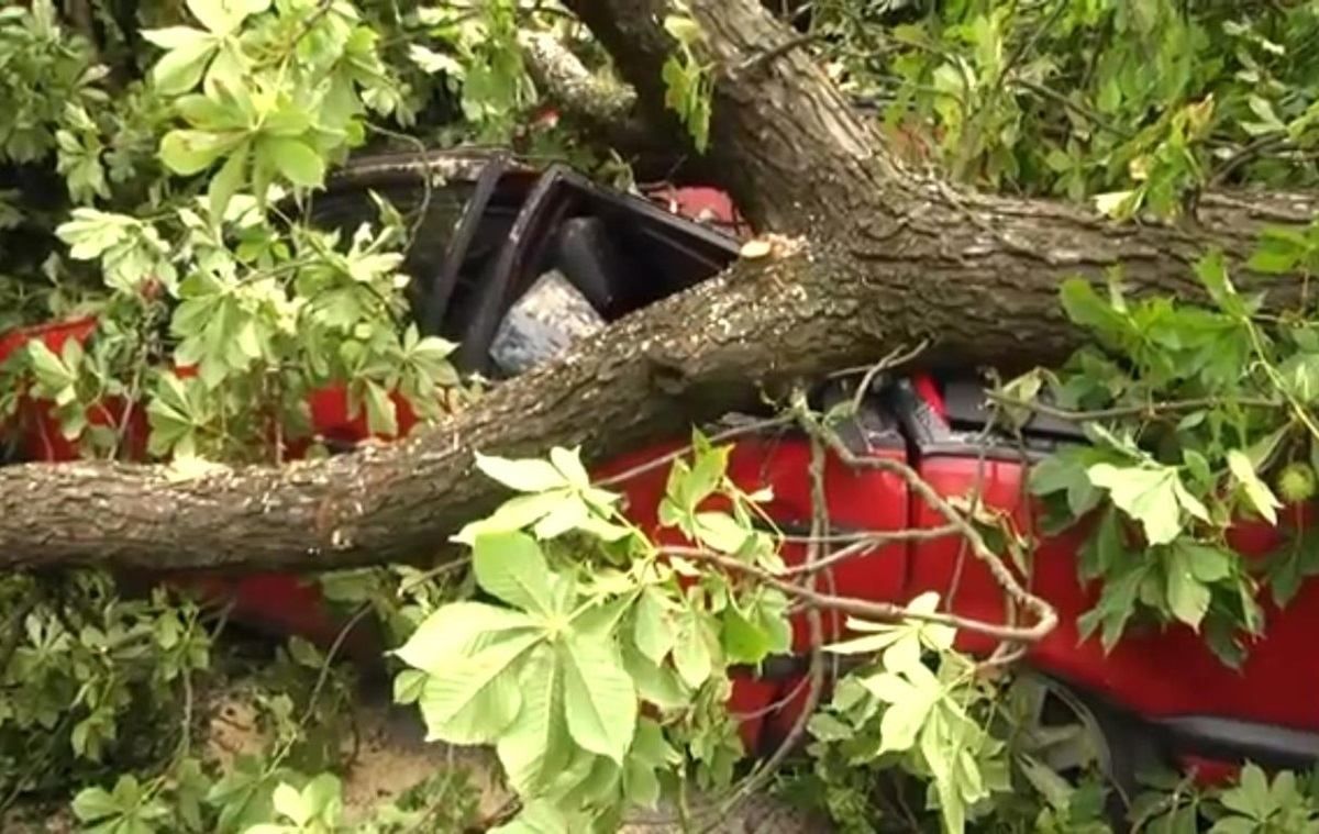 Дерево розтрощило авто: у Львові чоловік відсудив у мерії 106 тисяч гривень