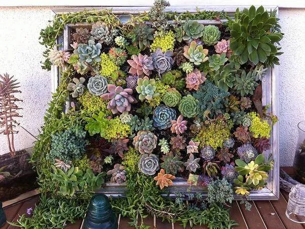 Жива стіна Жива стіна