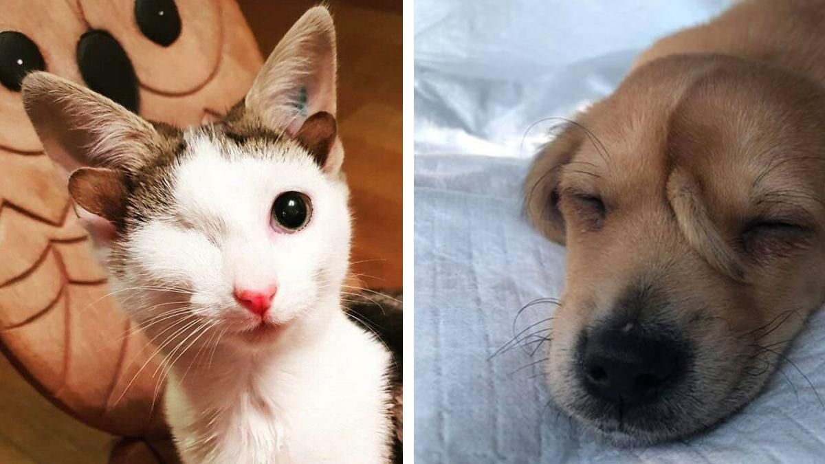15 котиків і песиків із неймовірними мутаціями, яких хочеться обійняти: фото