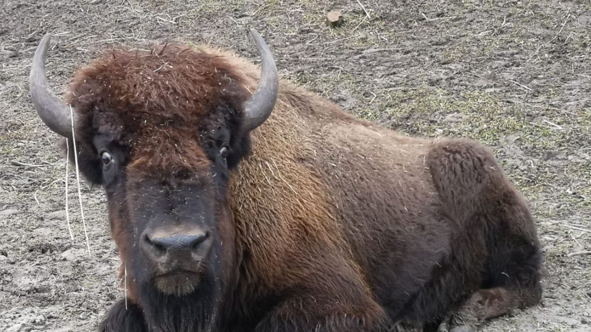 У Киева в экопарке Медвин на людей напало стадо бизонов 