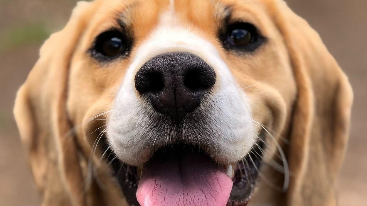 Собаки в Китаї отримують цифрові паспорти з відбитком носа