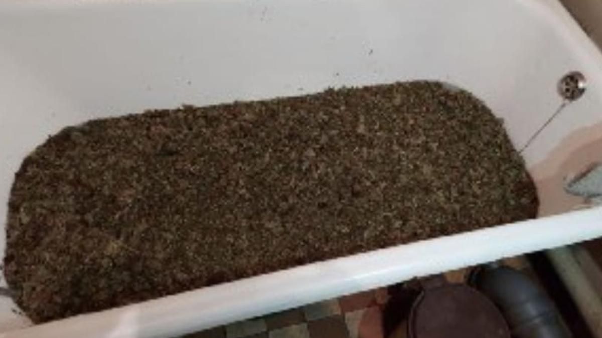 На Київщині у квартирі наркоторговця знайшли ванну марихуани: фото