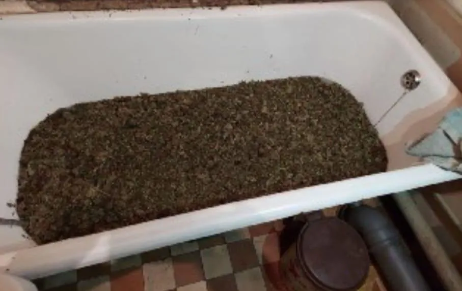 На Київщині у квартирі наркоторговця знайшли ванну марихуани