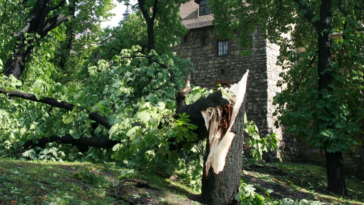 За знищення зелених насаджень хочуть карати ув'язненням до 7 років