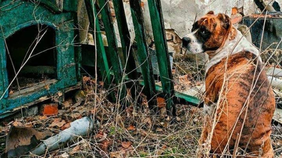 Оприлюднили фото, які яскраво демонструють наслідки війни на Донбасі 