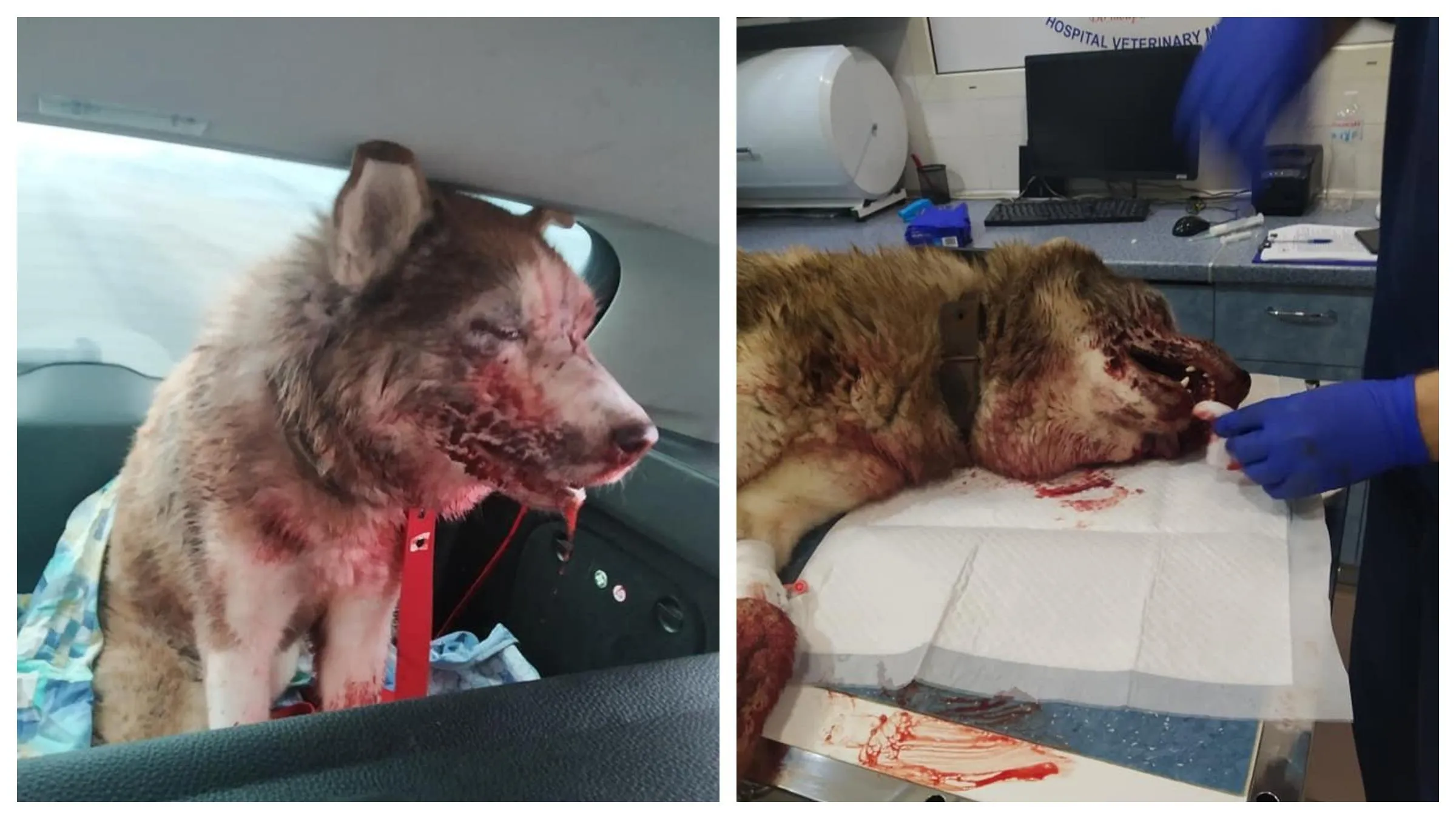 Хаскі, Одеса Хаскі, Одеса