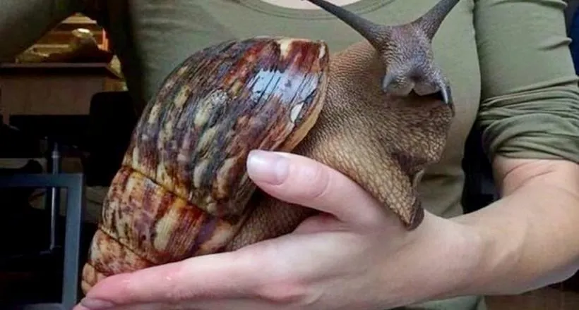 Равлик Равлик