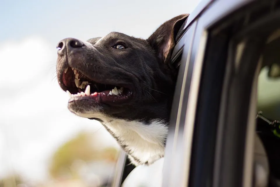 Не оставляйте собаку в закрытой машине, особенно в теплое время года