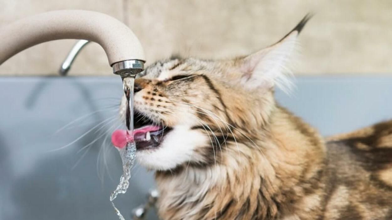 У Львові ремонтуватимуть водопроводи: де не буде води 3 лютого 2021 У Львові ремонтуватимуть водопроводи: де не буде води 3 лютого 2021