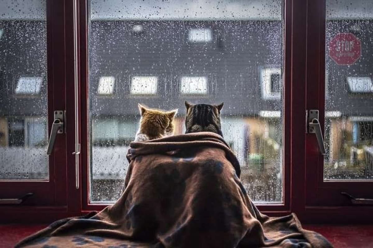 Погода 4 лютого 2021: прогноз від синоптиків України Погода 4 лютого 2021: прогноз від синоптиків України