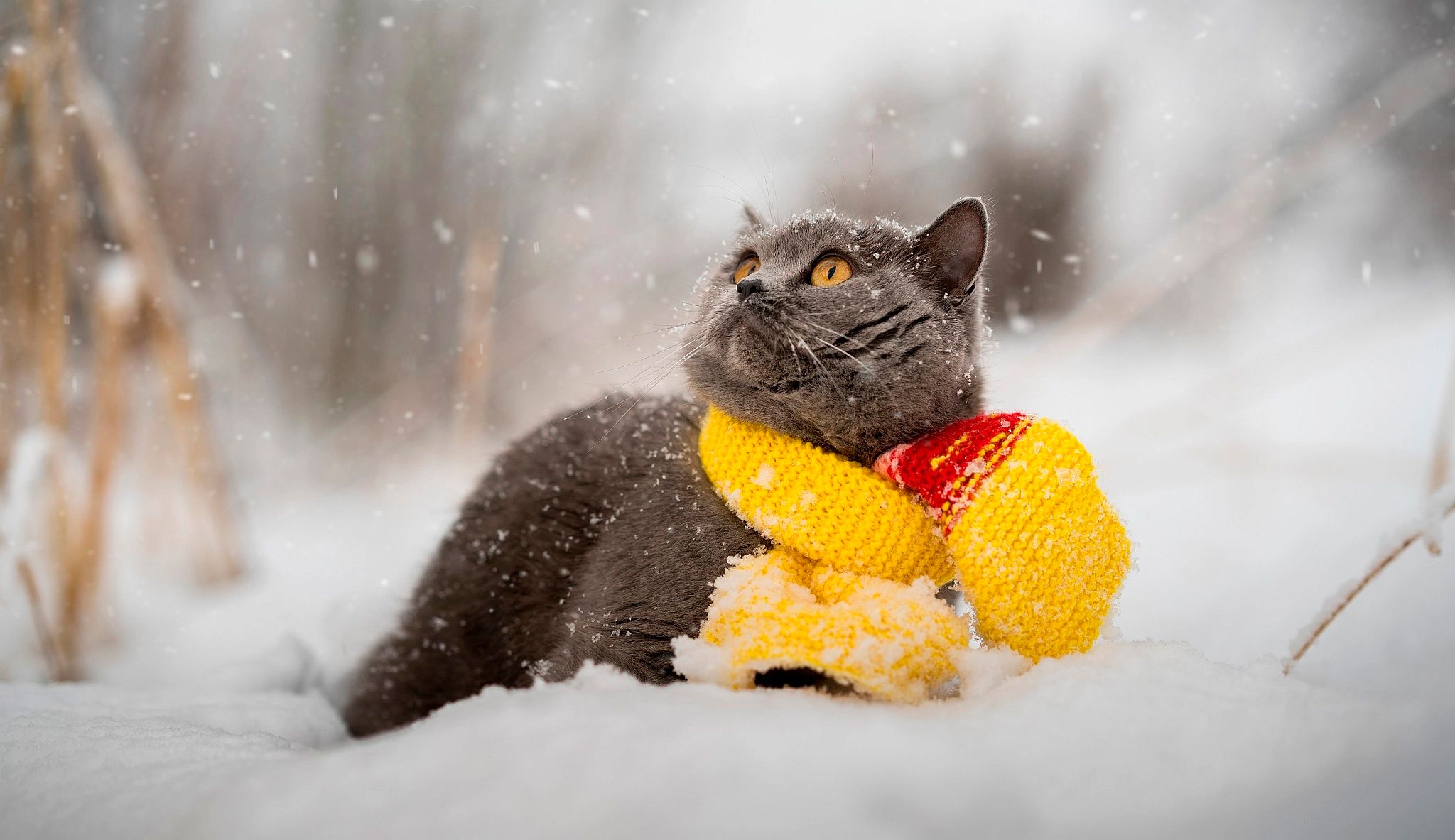 Прогноз погоды во Львове и области на 4 февраля 2021: гололед и мокрый снег Прогноз погоды во Львове и области на 4 февраля 2021: гололед и мокрый снег