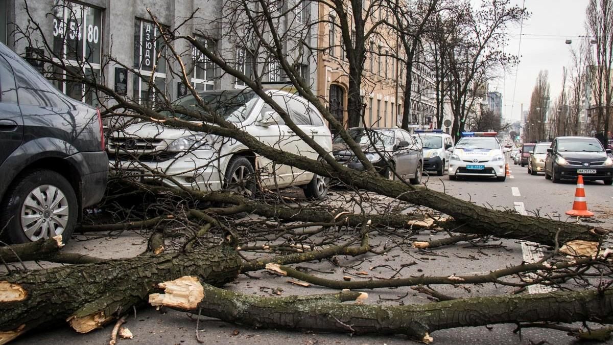 Киевлян предупредили об опасности из-за сильного ветра