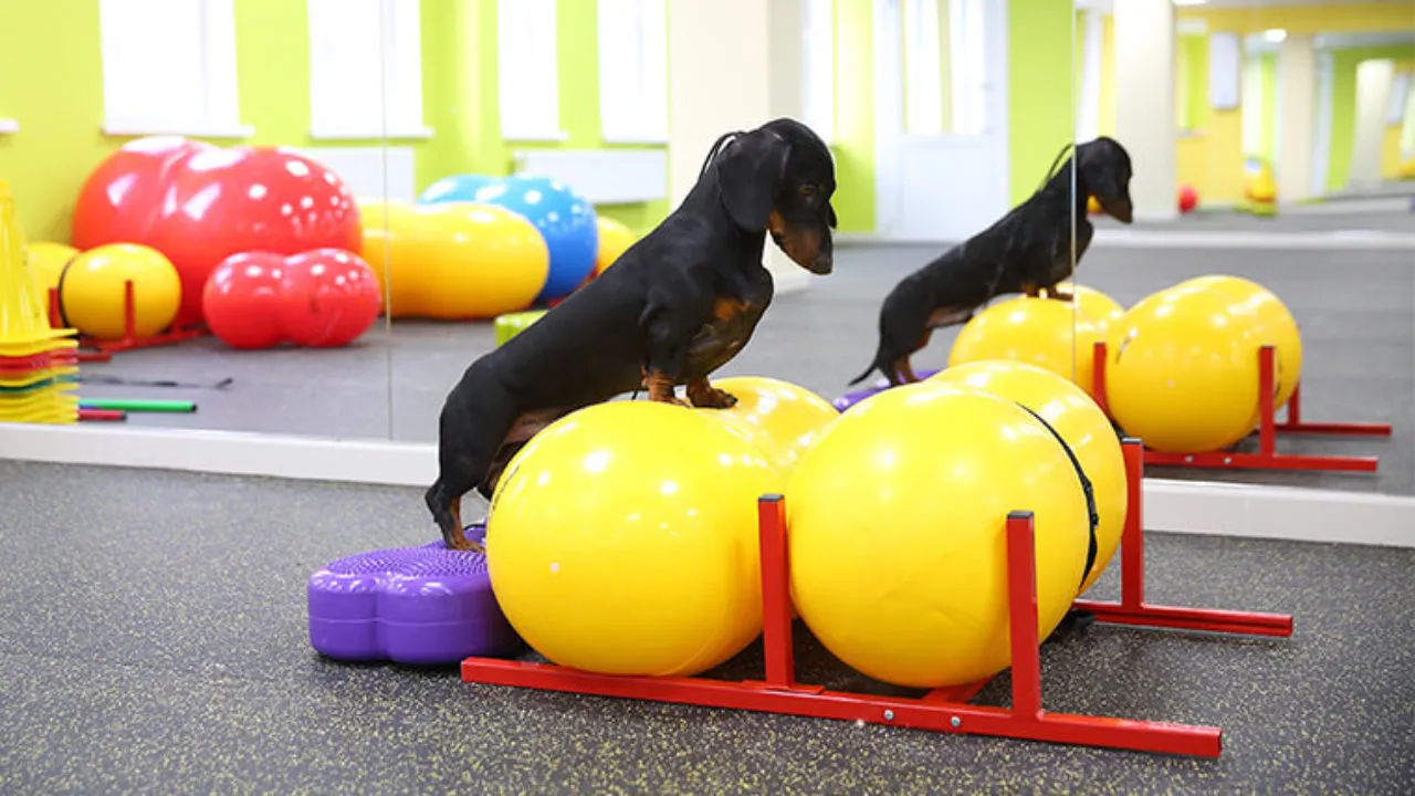 Фитнес для собак – новое направление в воспитании и дрессировке