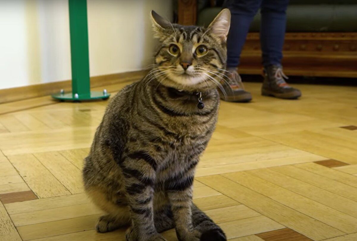 Кошачий мэр Львова: кота из ратуши стерилизовать не планируюют