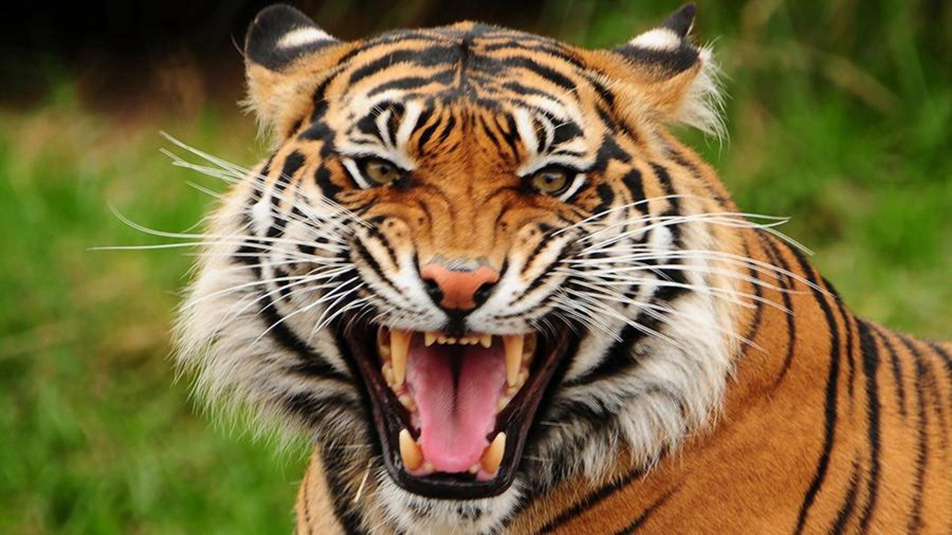 На Чернігівщині тигр загриз працівника зоопарку