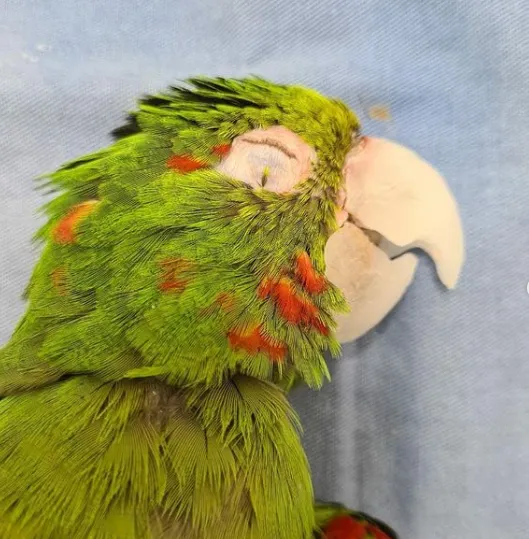 Теперь зеленый попугай имеет замечательный крепкий клюв