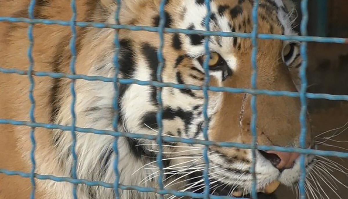 В зоопарке от Черниговом тигр загрыз мужчину: новые детали
