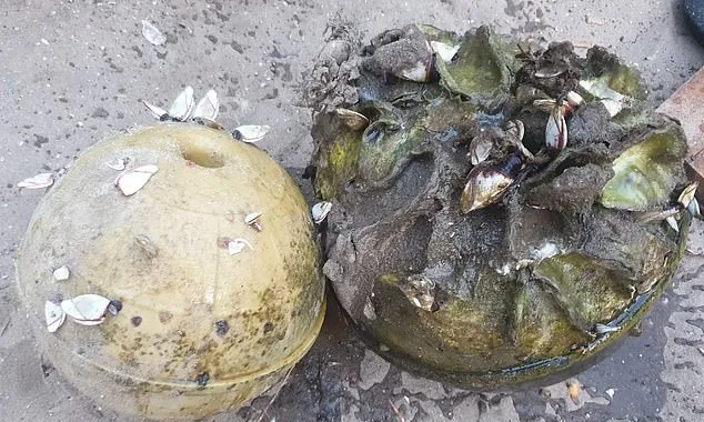Рибалка з Таїланду знайшов дорогоцінну перлину рідкісного відтінку: яка її вартість Рибалка з Таїланду знайшов дорогоцінну перлину рідкісного відтінку: яка її вартість