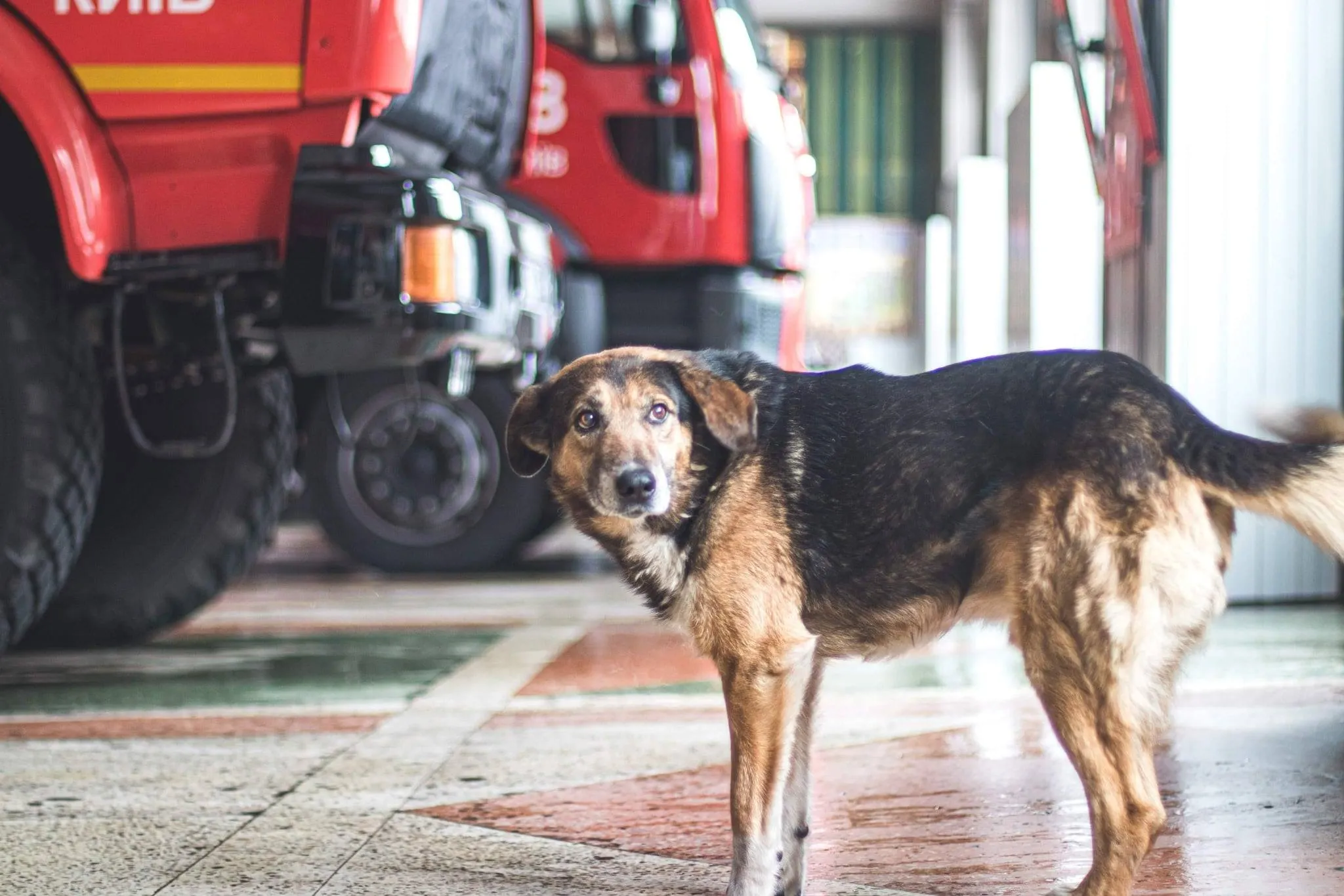 Головне завдання пса – зустрічати і проводжати рятувальників
