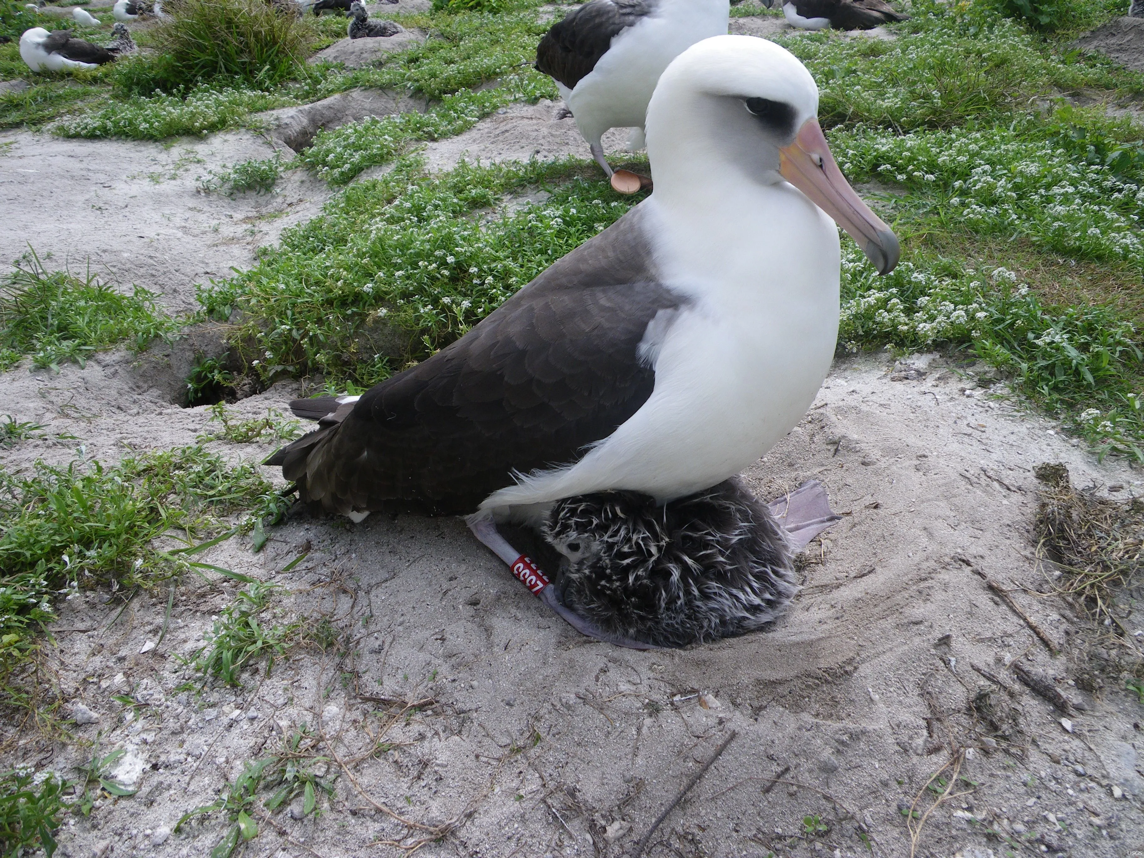 Темноспинні альбатроси висиджують малюків на атолі Мідвей