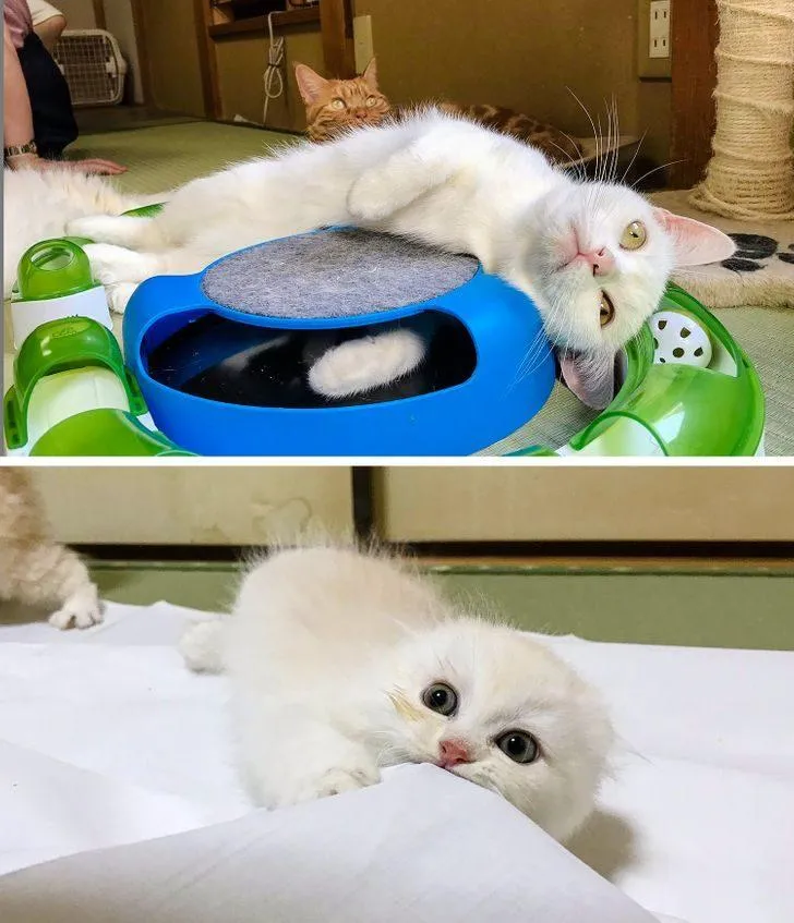 Кішки-компаньйони Кішки-компаньйони