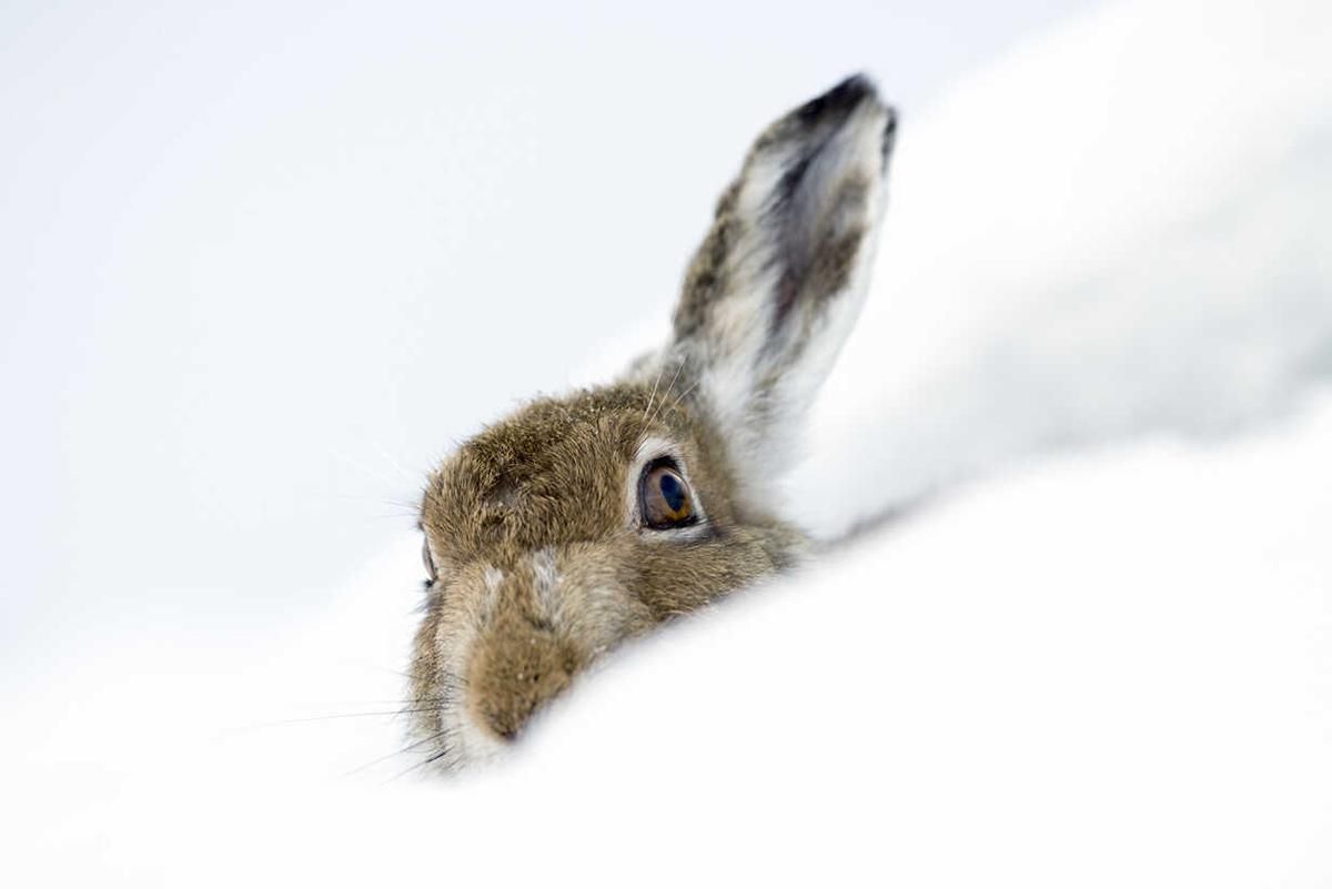 На Черкащині через сильні морози рятують звірів