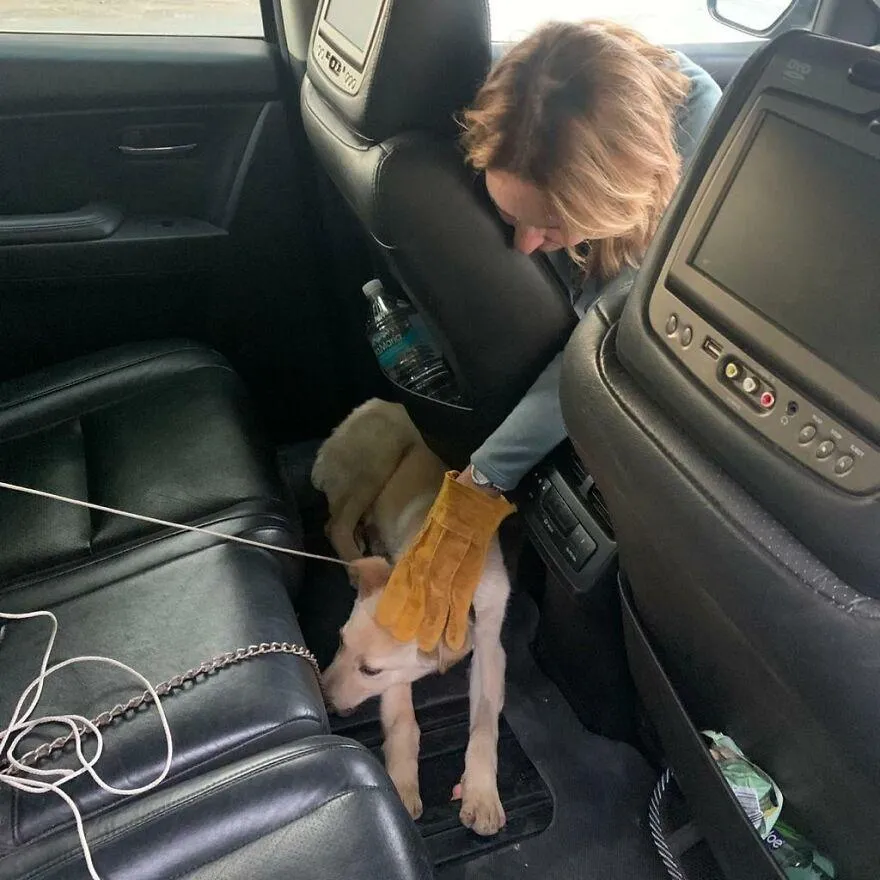 В машині Бостон хотів заховатися під сидіння