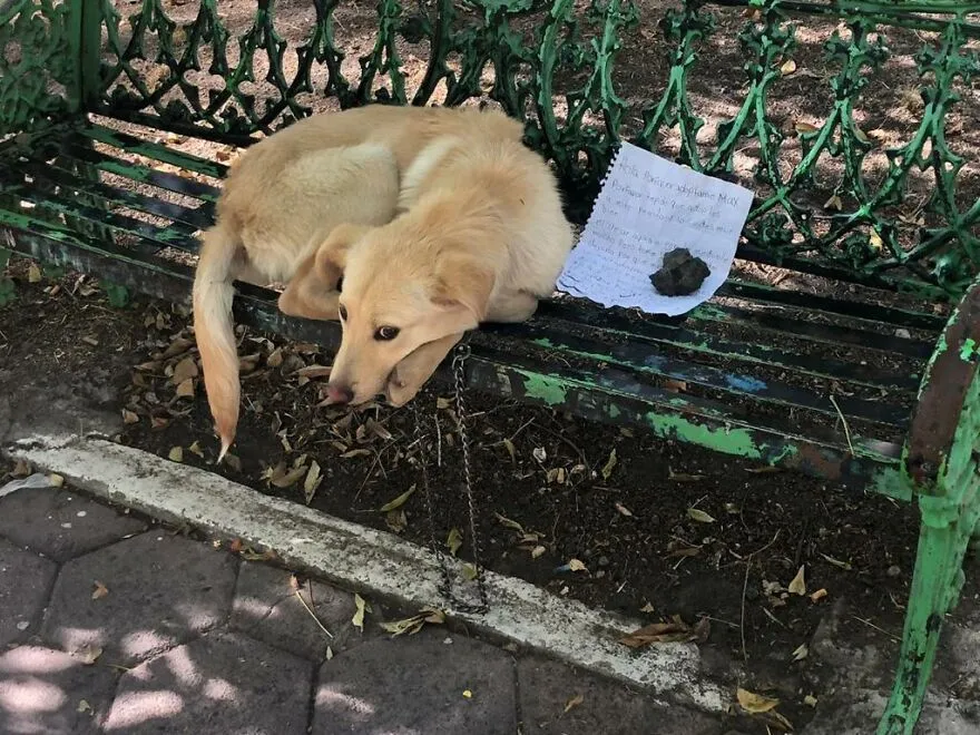 Таким щенка нашли работники приюта