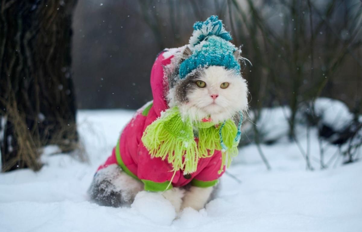 Погода 13 лютого 2021: прогноз від синоптиків України Погода 13 лютого 2021: прогноз від синоптиків України