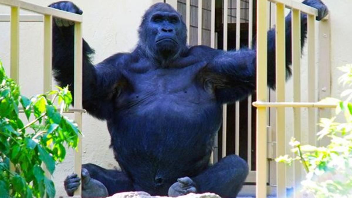 У Київському зоопарку захворіла єдина горила, її готують до операції