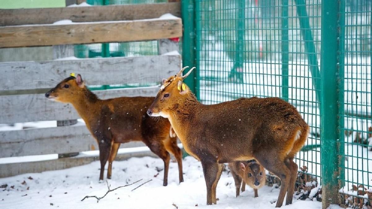 У харківському екопарку народився олень, який гавкає: фото