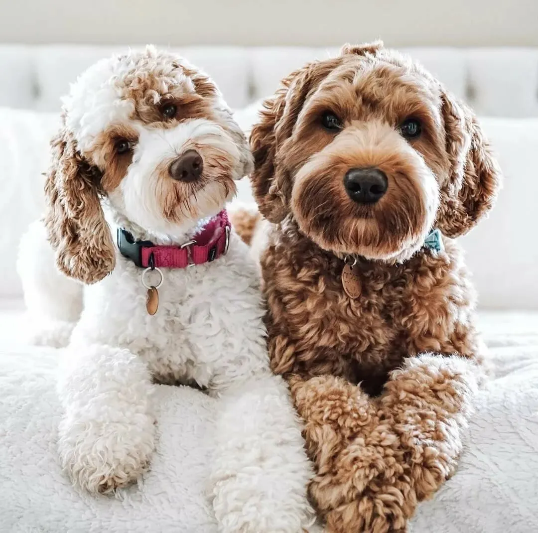 Мисливські породи собак часто не мають традиційного підшерстя Мисливські породи собак часто не мають традиційного підшерстя