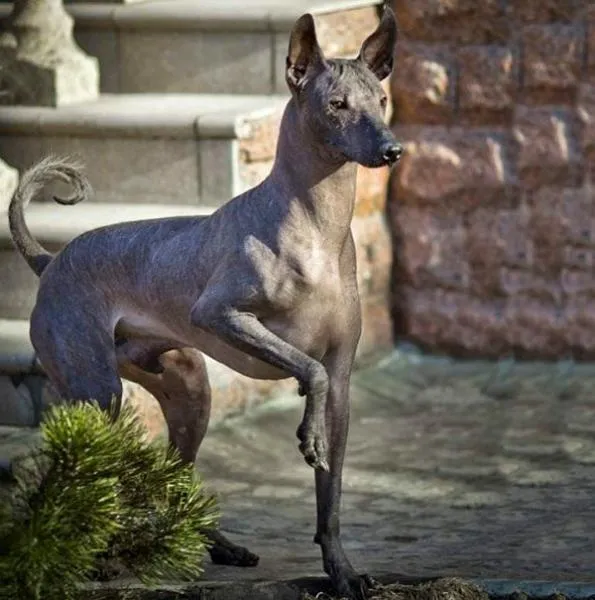 Голі собаки потреубють ретельного догляду Голі собаки потреубють ретельного догляду