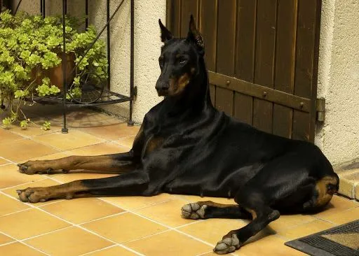 Собаки з короткою шерстю можуть сильно линяти Собаки з короткою шерстю можуть сильно линяти