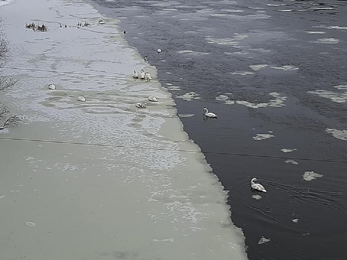 У Сокалі в льодовій пастці опинились 15 лебедів: щемливі фото