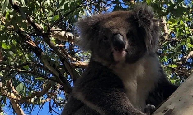 В Австралії коала спровокувала ДТП