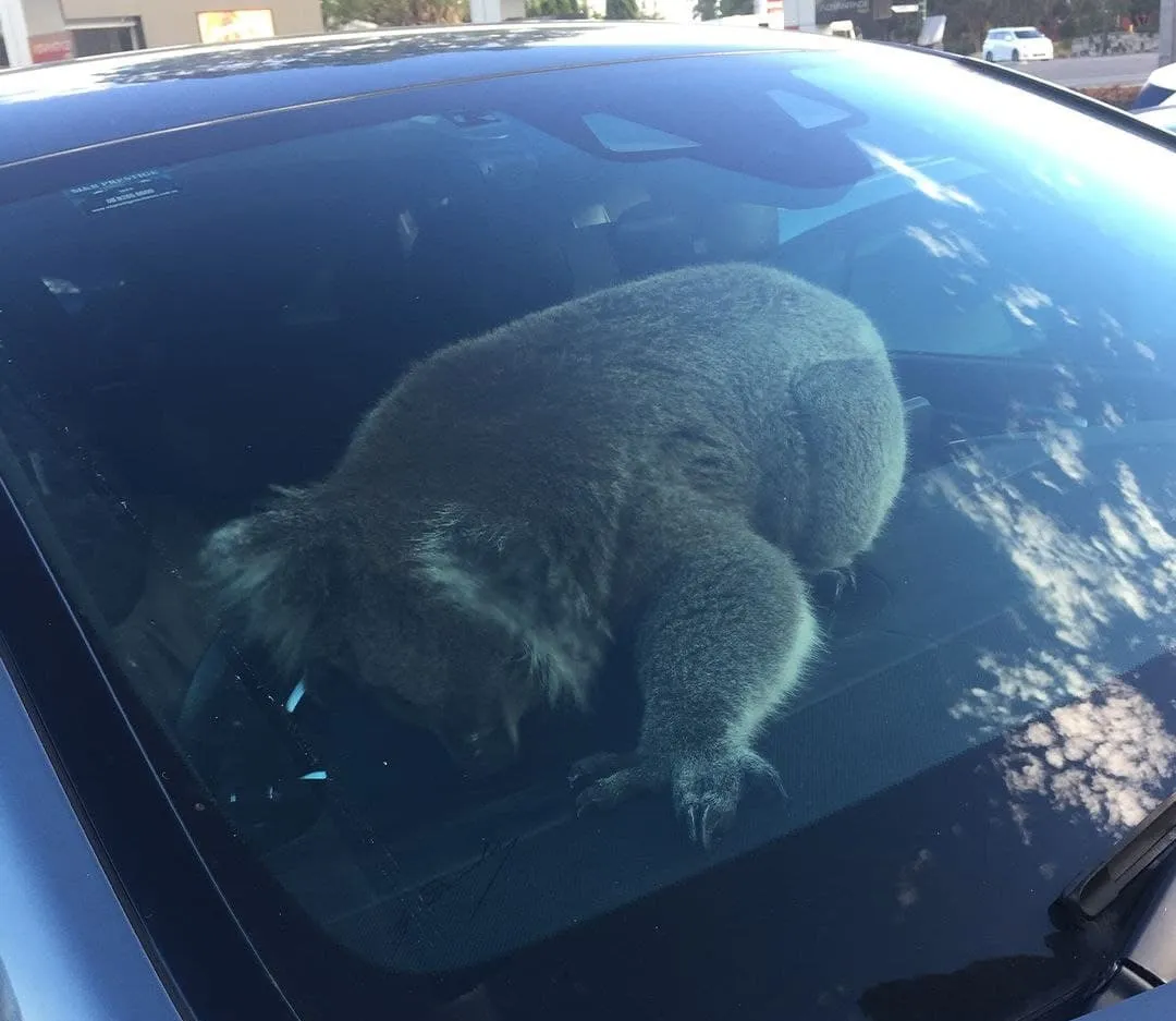 В Австралії коала спровокувала ДТП