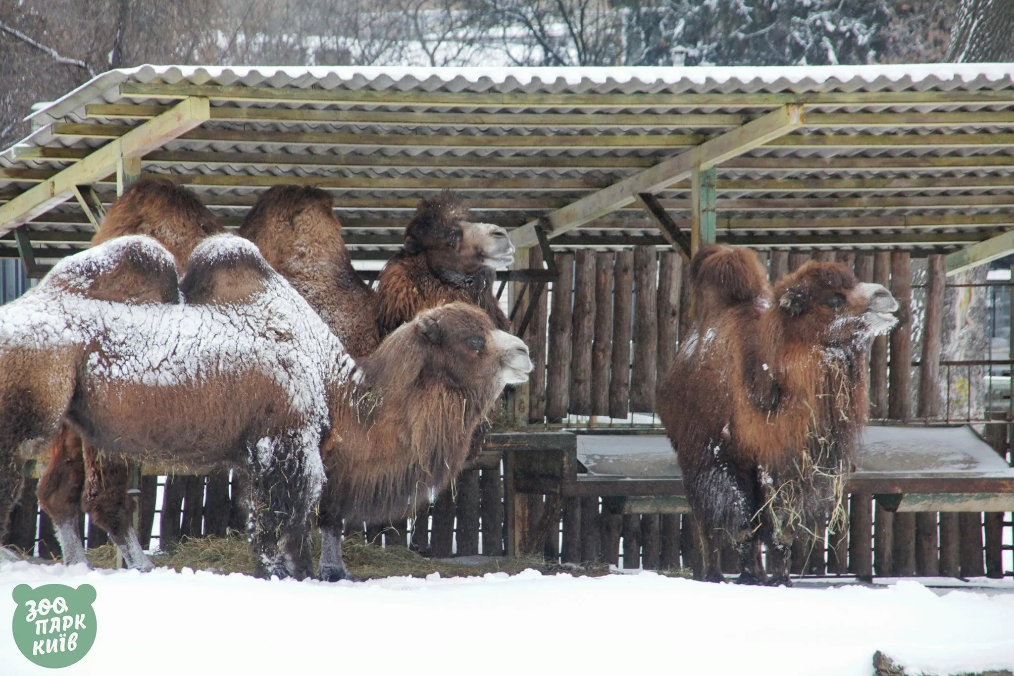 Верблюды, покрытые снегом