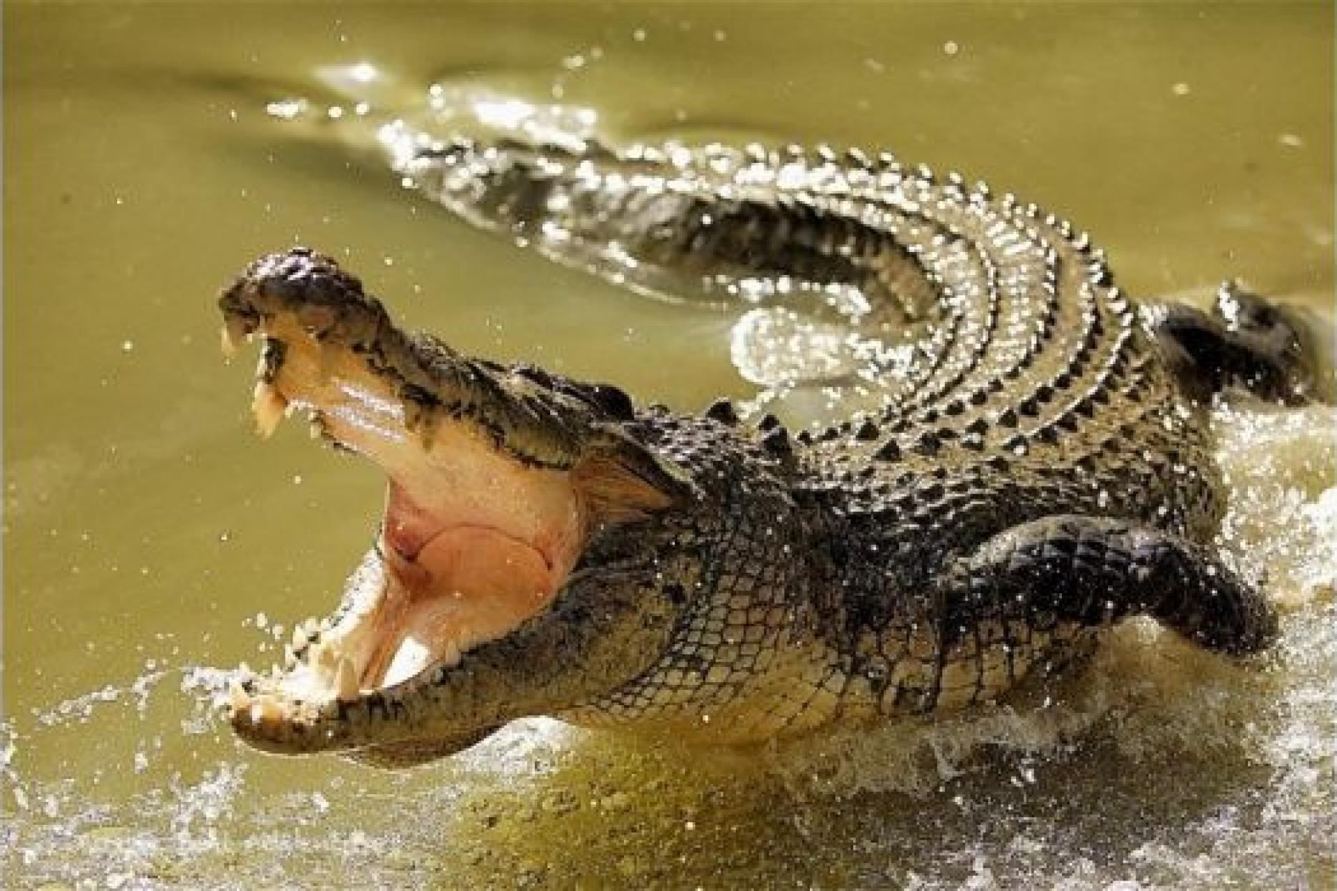 В Австралії гігантський крокодил з'їв двох акул: відео