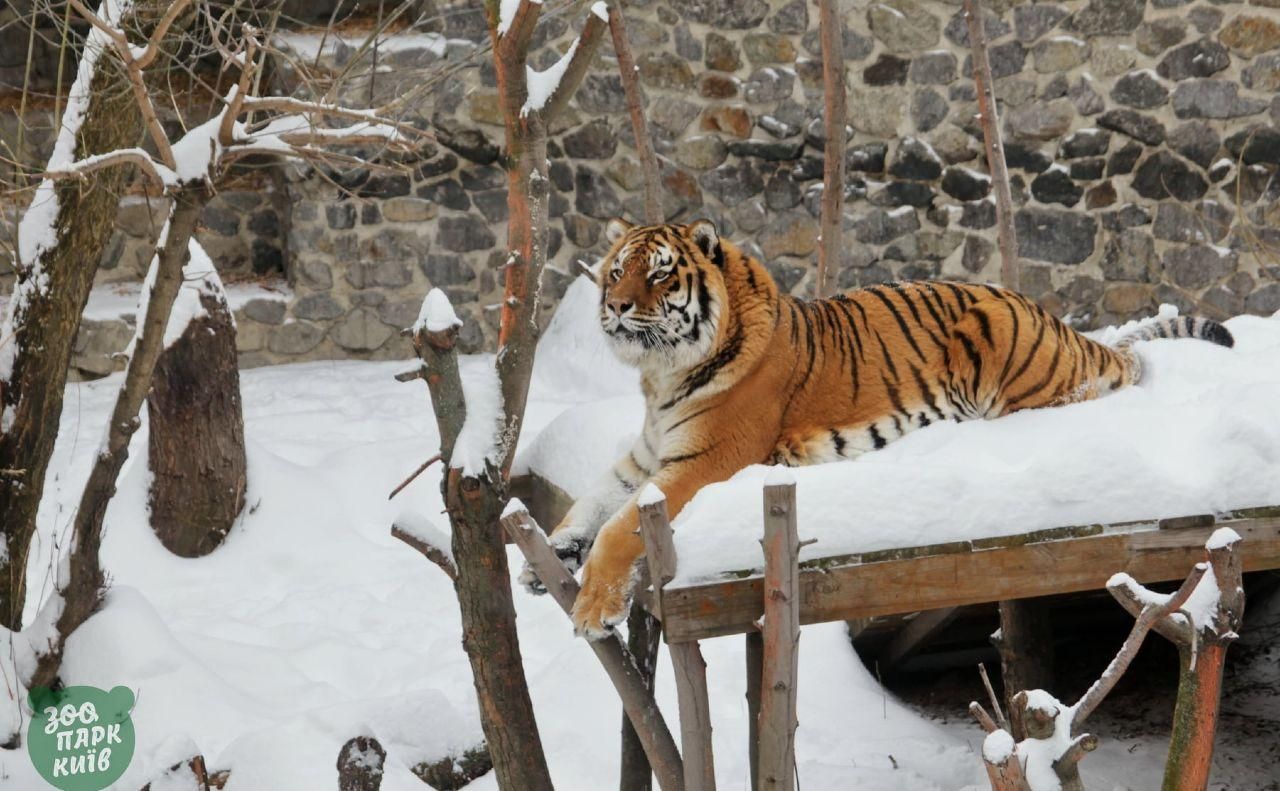 Зима у київському зоопарку: там показали фото тварин серед снігу
