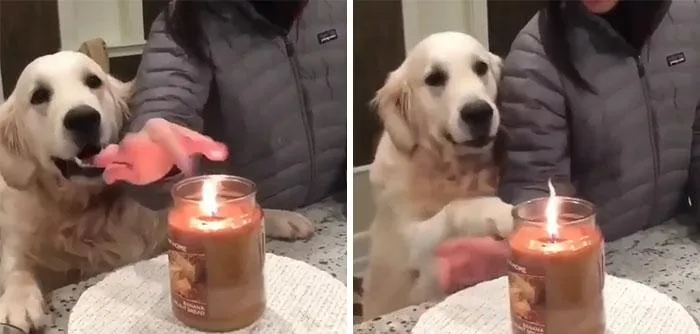 Собака хочет спасти своего хозяина от свечи 