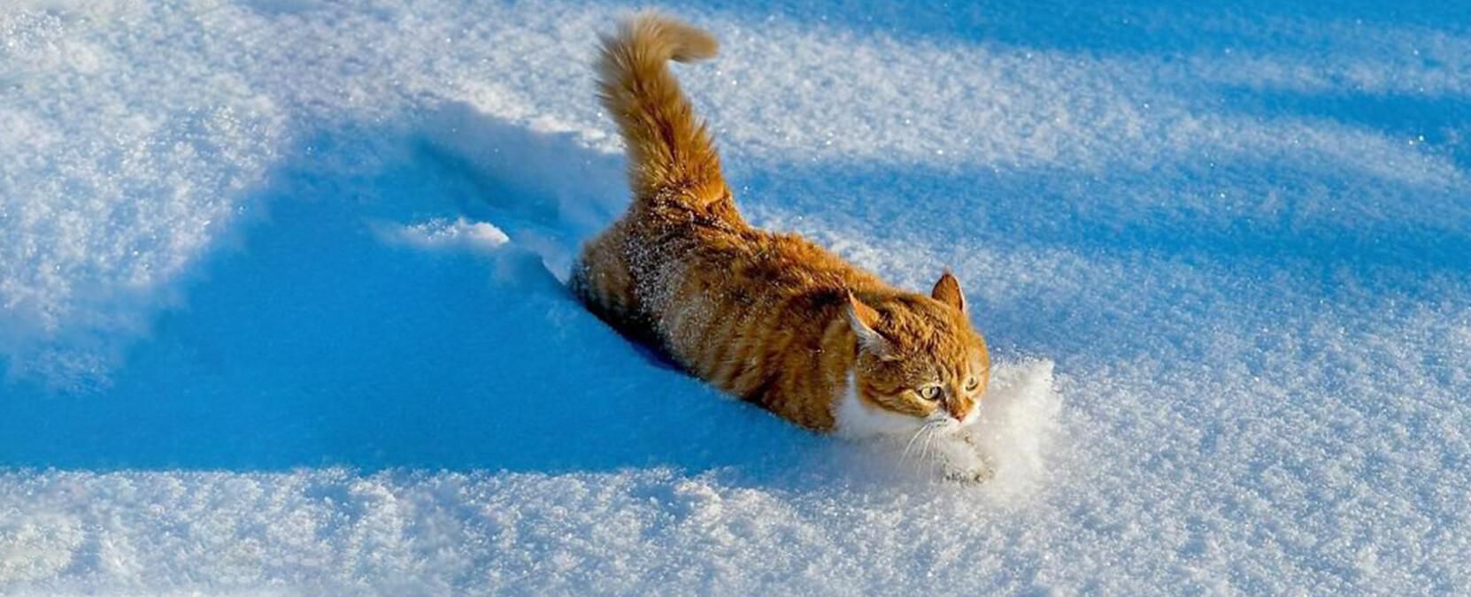 Львов обильно засыпало снегом: машины замело доверху - фото и видео 