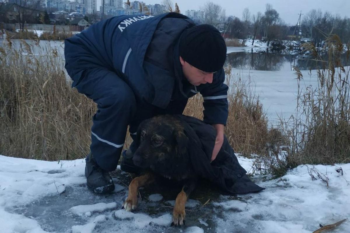 В Днепре спасли собаку, которая провалилась под лед