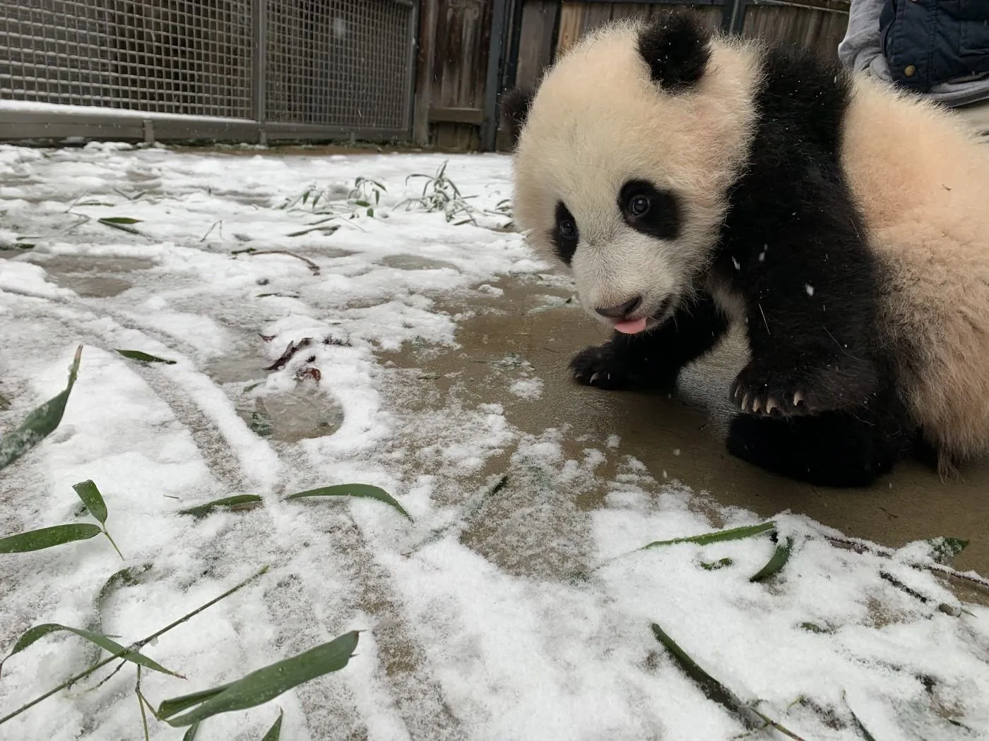 Забавные панды в снегу порадовали пользователей сети