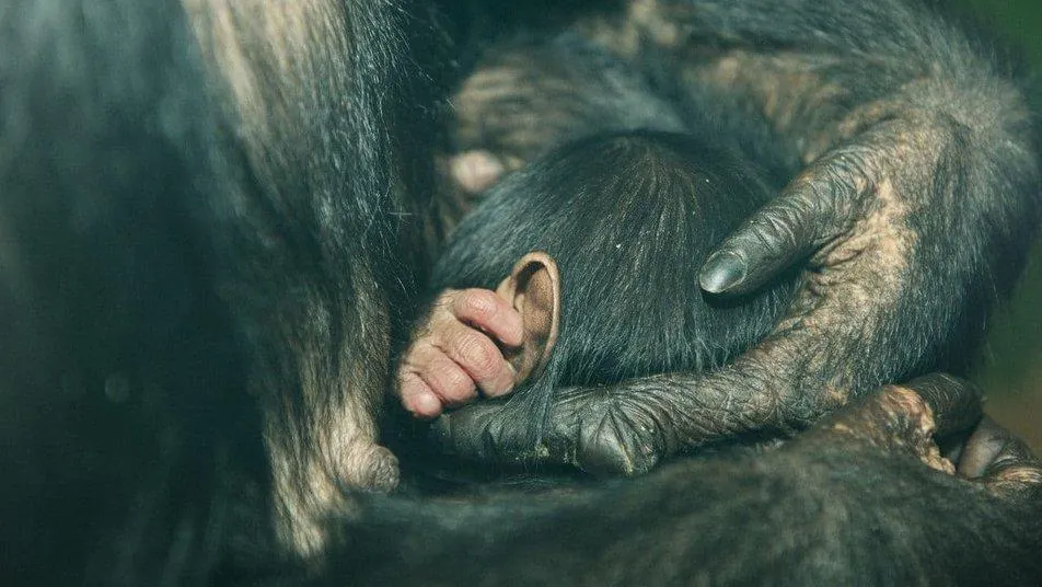 Маленькие шимпанзе сейчас живут вместе с мамами отдельно от стаи