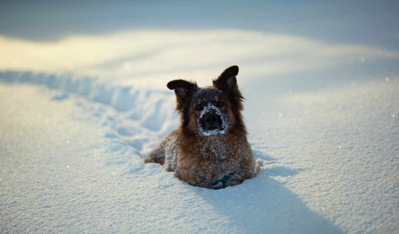 Фахівці ЛКП Лев розповіли, як допомогти чотирилапим під час негоди Фахівці ЛКП Лев розповіли, як допомогти чотирилапим під час негоди